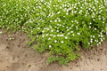 Anemone Canadensis Seeds – Native Perennial Groundcover, Wildflower, Pollinator-Friendly, North American, White Flowers