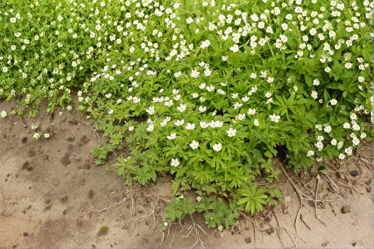 Anemone Canadensis Seeds – Native Perennial Groundcover, Wildflower, Pollinator-Friendly, North American, White Flowers