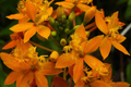 10 Rooted Epidendrum Radicans Ground Orchid Cuttings | Fire Star Orchid | Fast-Growing, Hardy, Drought Tolerant Tropical Orchid