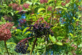 Johns Elderberry Cuttings - Unrooted Sambucus canadensis Perennial Shrub for Hedgerows & Landscape Borders