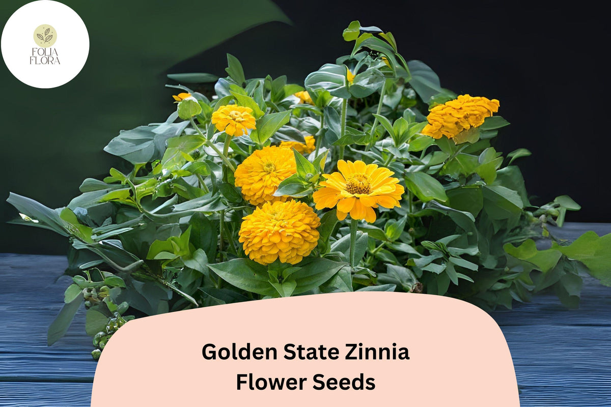 Golden State Zinnia Seeds – Bright Golden-Yellow Blooms for Pollinator Gardens – Zinnia elegans, Annual, Full Sun