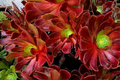 Aeonium Velour Succulent Cutting - 3-Inch Rosette for Propagation, Burgundy Drought-Tolerant Plant, Full Sun Succulent, Rock Garden Plant