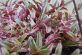 Unrooted Plant Cuttings – Cyanotis obtusa ‘Trimen’ Wandering Jewel – Purple & Green Foliage – Trailing Houseplant