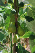 Lattarula Italian Honey Fig Cuttings – Unrooted 6–8" Ficus carica, Sweet Green Fig Tree for Propagation, Cold Hardy, Heirloom
