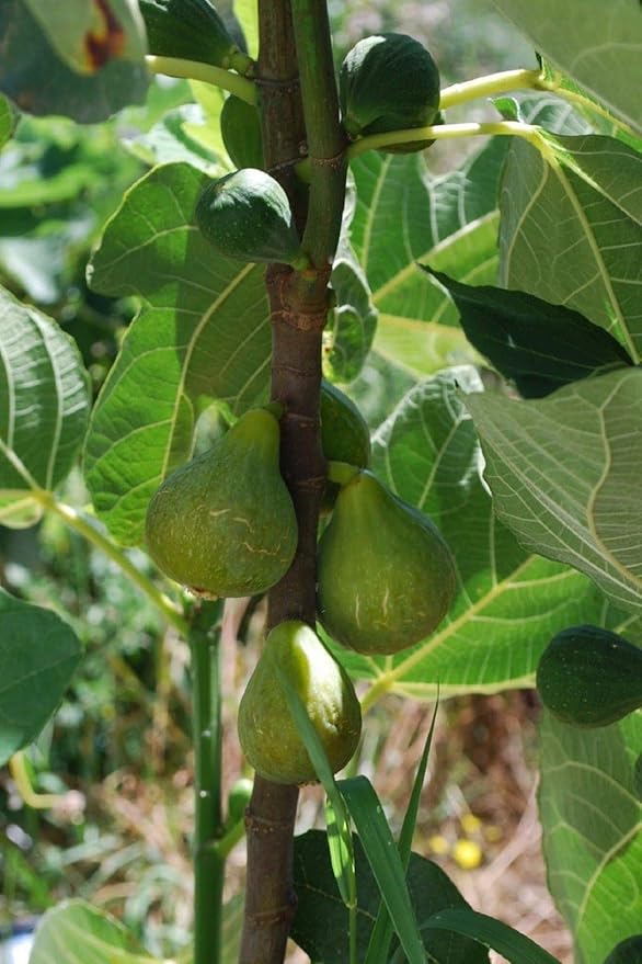 Lattarula Italian Honey Fig Cuttings – Unrooted 6–8" Ficus carica, Sweet Green Fig Tree for Propagation, Cold Hardy, Heirloom
