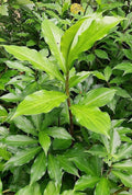 1 Well Rooted 3”-5” Insulin Plant | Costus igneus | Spiral Ginger Bare Root Herb for Blood Sugar Support