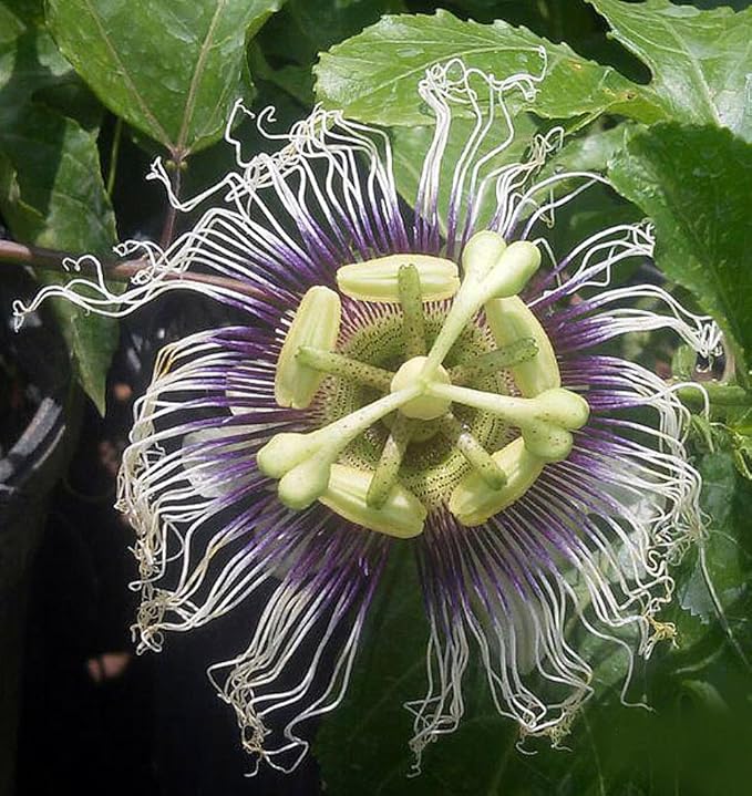 Passion Fruit Plant Possum Purple | Passiflora edulis Live Vine for Garden & Patio