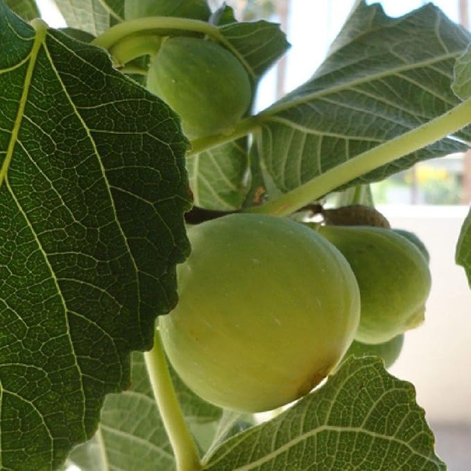 Kadota Fig Tree – Cold-Hardy Ficus carica Bare Root Starter for Garden & Patio