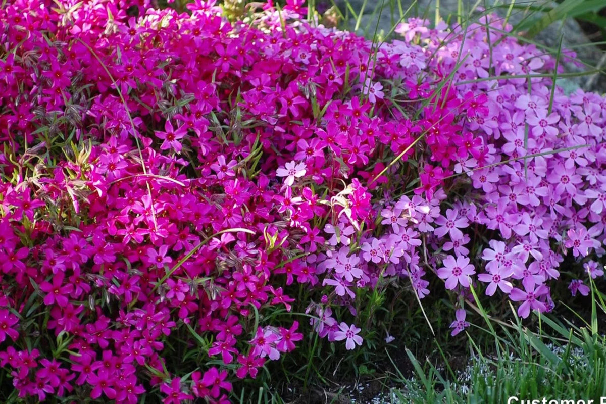 Scarlet Flame Creeping Phlox Seeds - Ground Cover, Drought Tolerant, Butterfly Attractor, Phlox subulata, USA Grown, Perennial Seeds