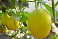 Chinese Hami Melon Seeds - 20 Non-GMO Cucumis melo var. cantalupensis for Sweet Juicy Melons