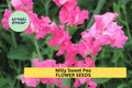 50+ Milly Sweet Pea Seeds – Soft Lilac Fragrant Blooms for Garden Planting, Climbing Vines for Trellises & Bouquets – USA