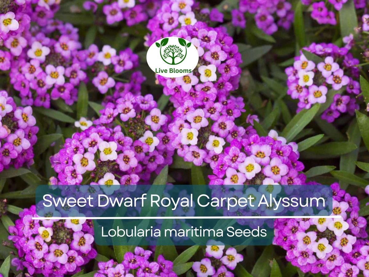 1000 Alyssum Seeds - Sweet Dwarf Royal Carpet - Lobularia maritima - Fragrant Purple Ground Cover, Non-GMO, Perennial, Bee & Butterfly Attracting
