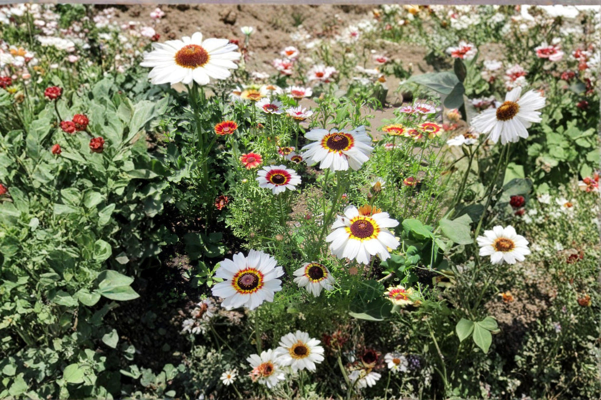 Painted Daisy Seeds | Tricolor Blooms | Glebionis carinata | Easy Annual Flower for Gardens