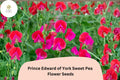 50+ Prince Edward of York Sweet Pea Seeds | Fragrant Deep Red Climbing Flowers for Garden Trellis & Cut Flowers | Lathyrus odoratus