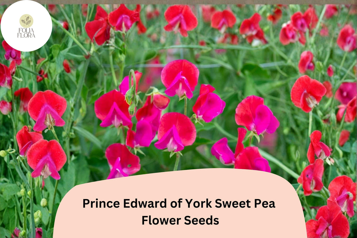 50+ Prince Edward of York Sweet Pea Seeds | Fragrant Deep Red Climbing Flowers for Garden Trellis & Cut Flowers | Lathyrus odoratus