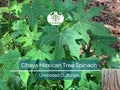 Organic Chaya Mexican Tree Spinach Unrooted Cuttings – Cnidoscolus aconitifolius, Superfood, Edible Leaves, Easy to Grow, Pesticide-Free, Perennial Plant