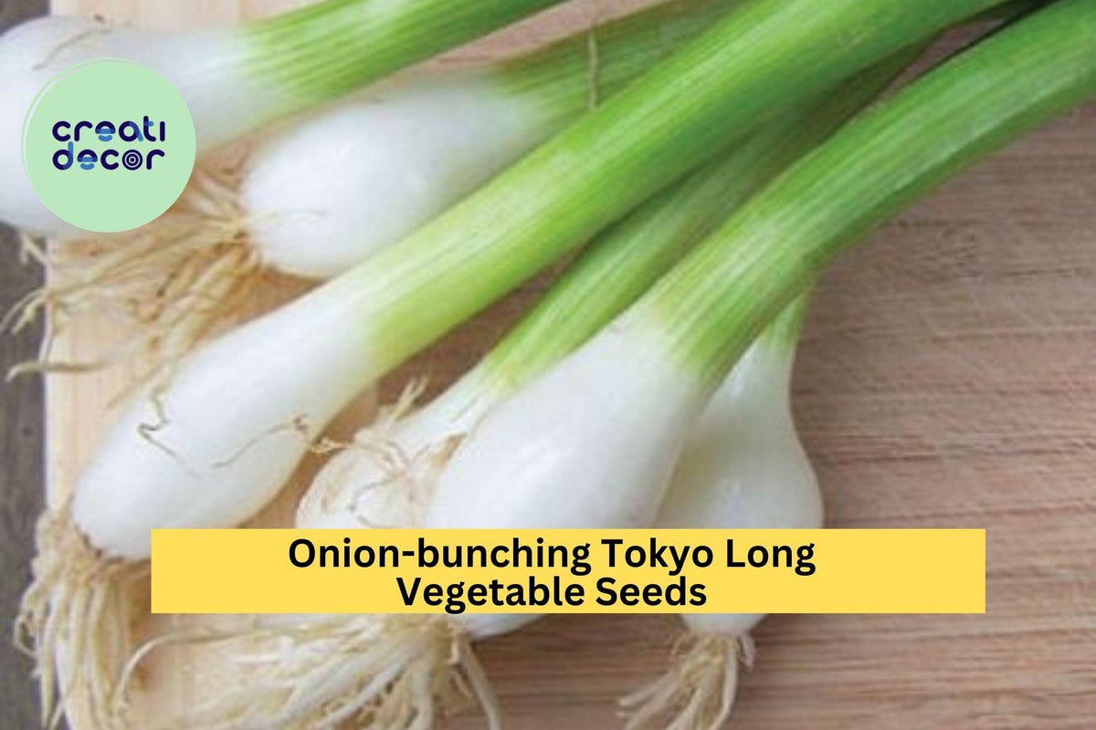 3pcs Bunching Onion Seeds – Tokyo Long Allium Fistulosum, Mild Scallion for Stir-Fries & Soups, Container Gardening Seeds