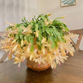 Yellow Christmas Cactus Live Plant 5-6" Bareroot Schlumbergera truncata Rare Yellow Blooms Indoor Houseplant