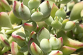 Unrooted Cotyledon Pendens Succulent Cuttings - 3-4" Rare & Easy to Propagate - Succulent Gardening, Indoor Plant Collection