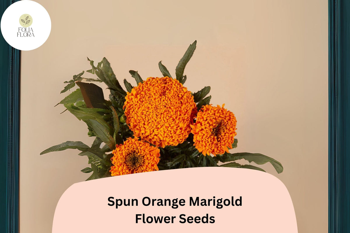 Spun Orange Marigold Seeds | Tagetes erecta | Large Ruffled Bright Orange Blooms | Easy Annual Garden Planting Seeds