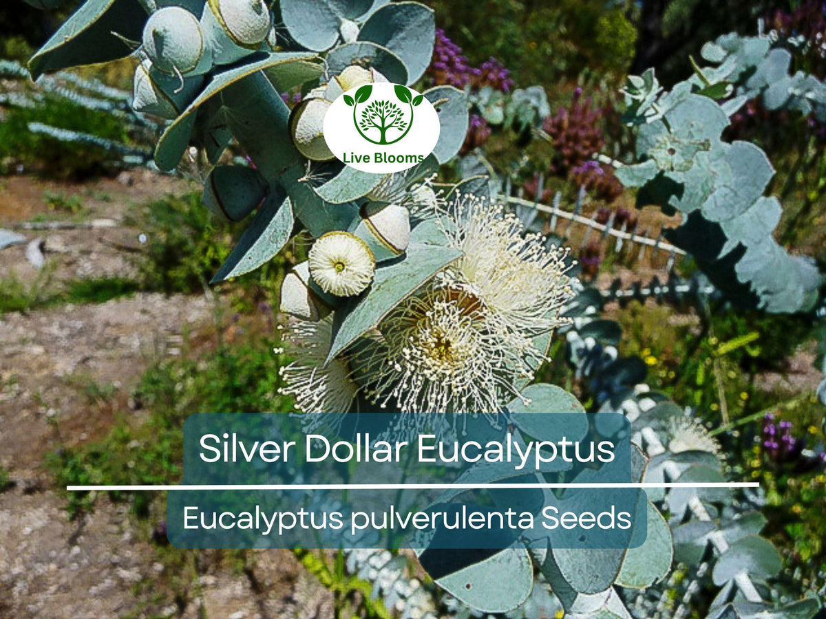 Eucalyptus pulverulenta 'Baby Blue' Bonsai Seeds – Silver Dollar Eucalyptus for Indoor & Outdoor Gardening