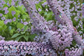 Early Lilac Seeds – Syringa oblata, Fragrant Spring Flowering Shrub, Hardy Ornamental Garden Plant, 25 Seeds
