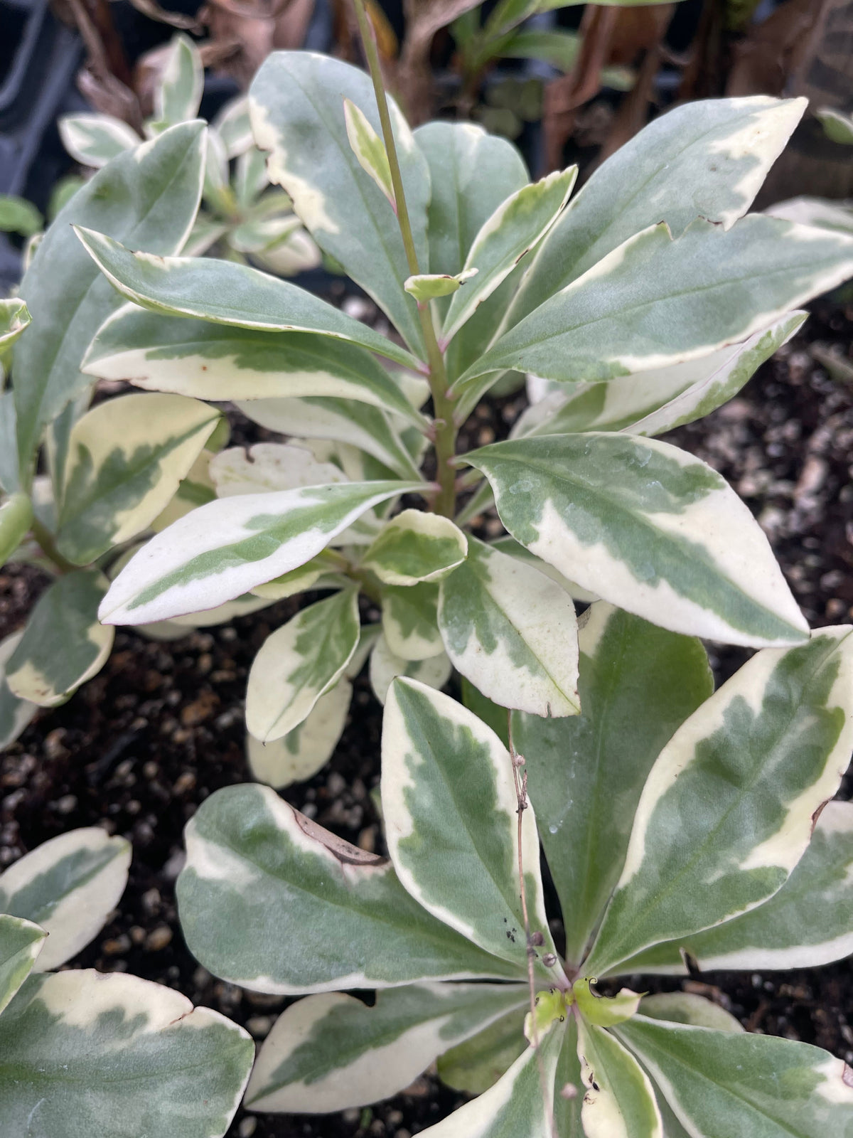 Variegated Jewels of Opar (Talinum paniculatum)
