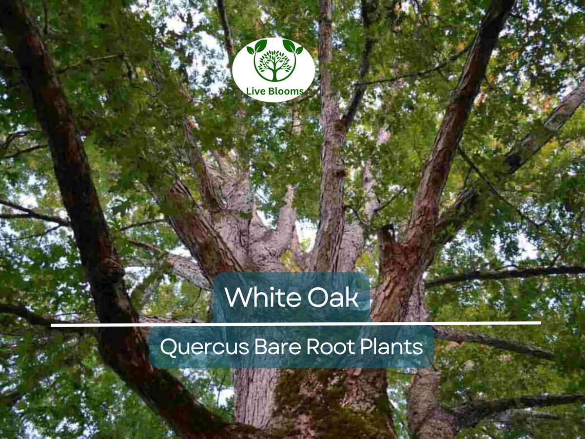 White Oak Tree Seedlings – Live Bare Root Saplings 6-12" – Quercus alba Native Shade Tree for Reforestation & Landscaping