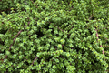 Rainbow Elephant Bush Cuttings - Portulacaria afra Succulent Live Plants for Propagation, Indoor & Outdoor