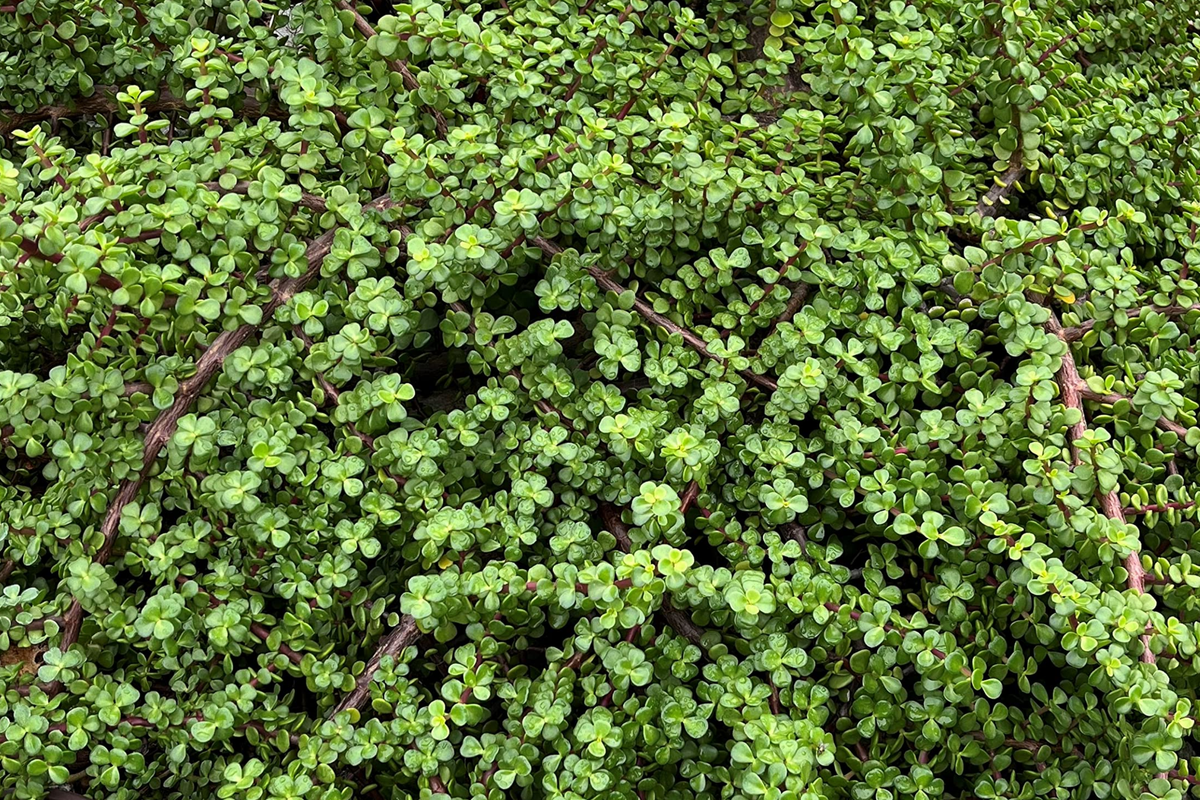 Rainbow Elephant Bush Cuttings - Portulacaria afra Succulent Live Plants for Propagation, Indoor & Outdoor