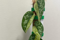 Scindapsus Maharlika Variegated Cutting | 1 Node, 1 Leaf | Rare Houseplant, Indoor/Outdoor, Easy Care, Propagation