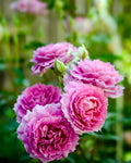 Super Rare Pink Sheherazade Rose Cuttings – Rosa ‘Sheherazade’ Unrooted Propagation Set of 3