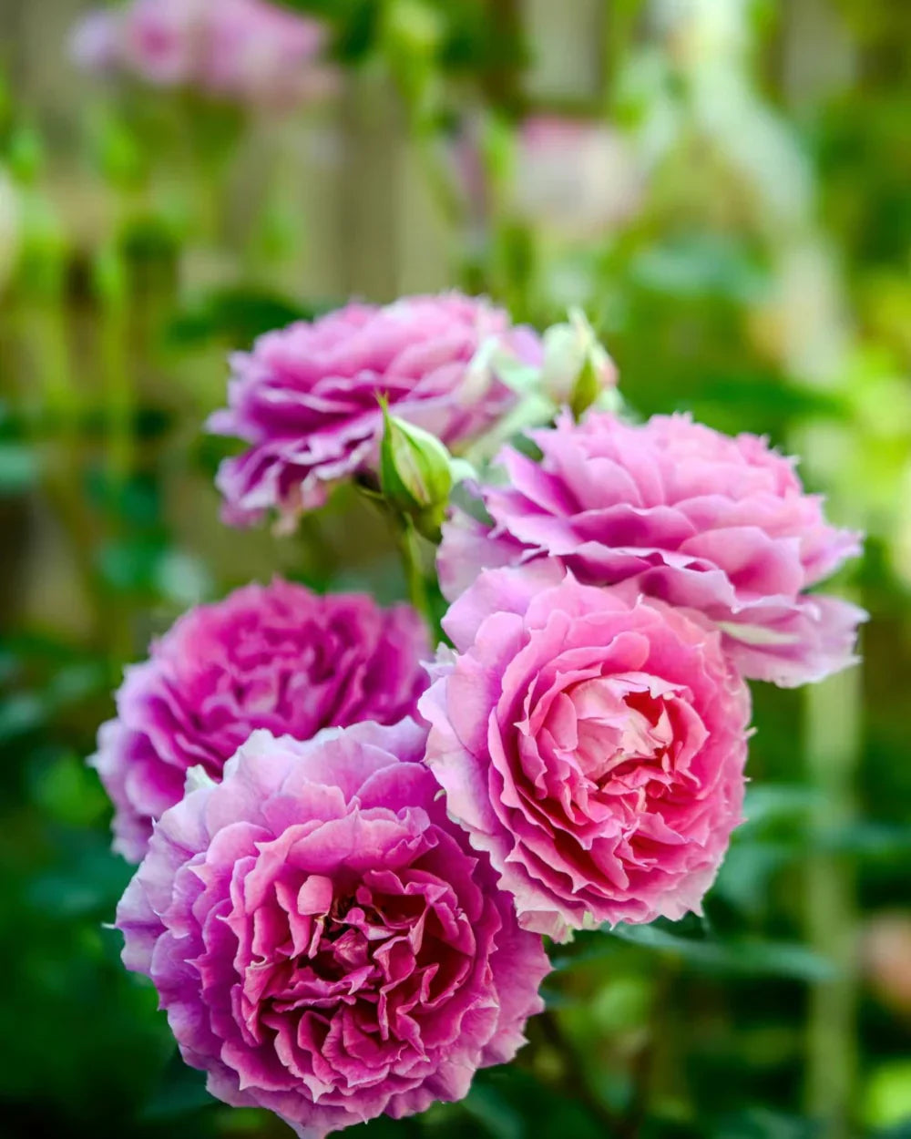 Super Rare Pink Sheherazade Rose Cuttings – Rosa ‘Sheherazade’ Unrooted Propagation Set of 3
