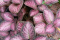 Pink Fitonia Cutting in Propagation Cup – Easy Rooting, Sphagnum Moss, Indoor Houseplant, Live Arrival Guarantee