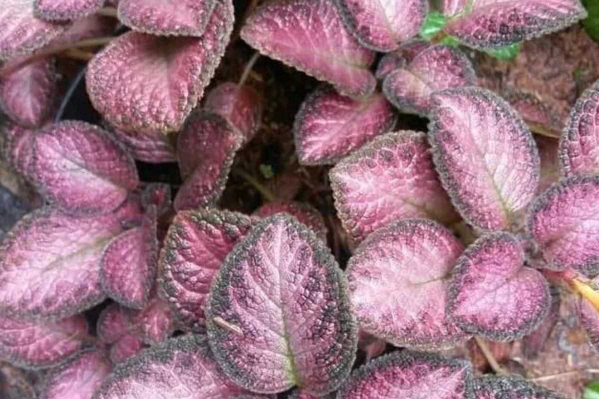Pink Fitonia Cutting in Propagation Cup – Easy Rooting, Sphagnum Moss, Indoor Houseplant, Live Arrival Guarantee