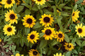 Creeping Zinnia Seeds, Sanvitalia procumbens, Low-Growing Yellow Flower, Annual Groundcover, 100 Seeds