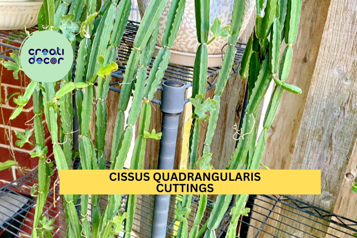 Cissus Quadrangularis Cuttings | Veldt Grape Succulent Vine | 12" Unrooted Clippings | Easy Care Indoor Outdoor Plant