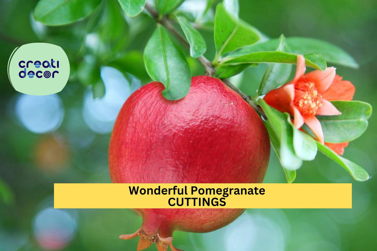 Pomegranate Cuttings – Unrooted Hardwood Stems for Propagation – Punica granatum ‘Wonderful’ Fruit Tree, Garden, Container Growing