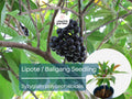Lipote Seedling - Syzygium polycephaloides Tropical Fruit Tree Starter Plant for Garden & Orchard