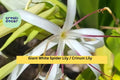 Crinum asiaticum – 2 Live Giant White Spider Lily Plants, Variegated Revert Form, Tropical Bulb Perennial for Garden or Landscape