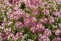 Dwarf Pink Sweet Alyssum Seeds – Lobularia maritima, Fragrant Low-Growing Flower for Borders & Containers, Pollinator-Friendly, 100 Seeds