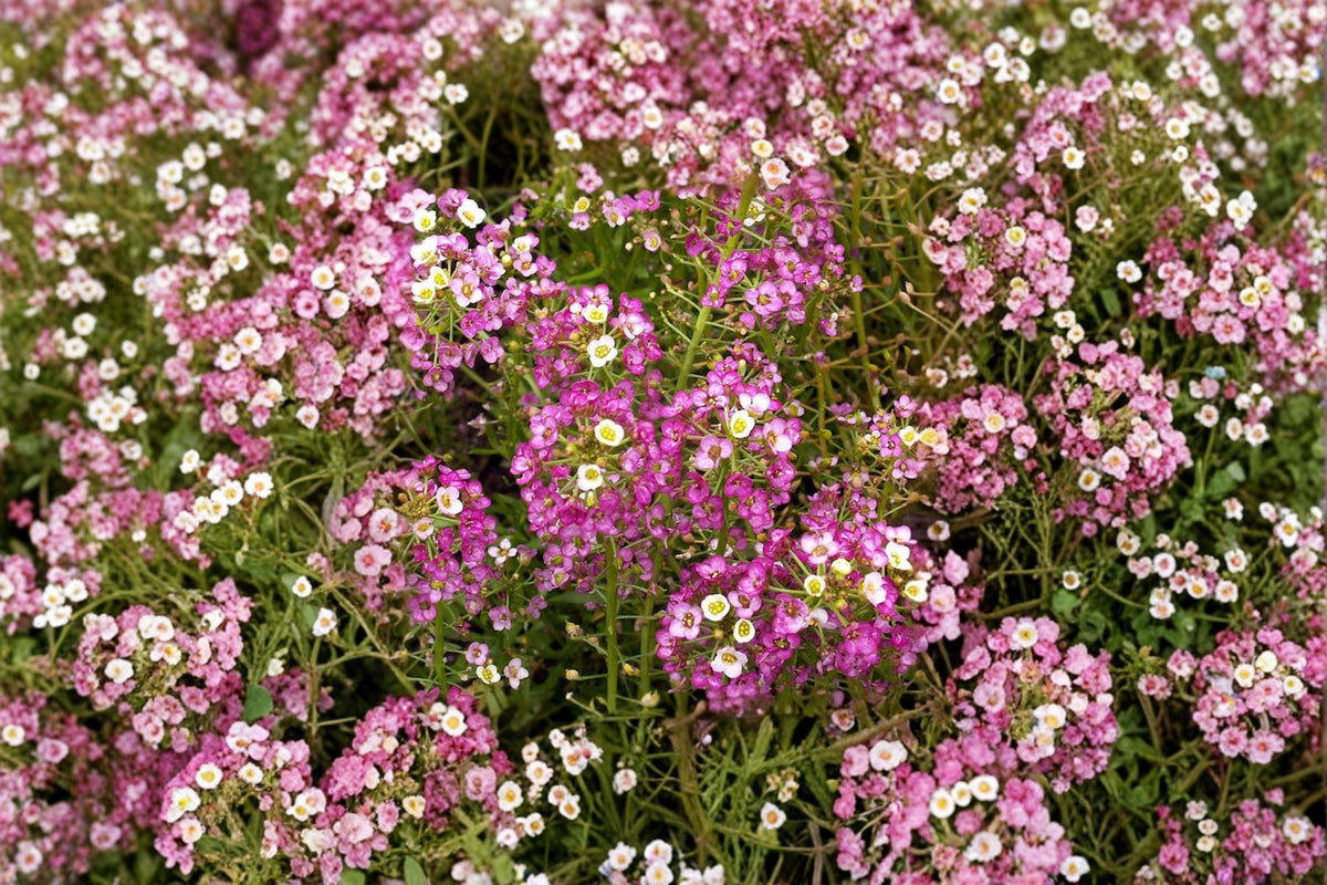 Dwarf Pink Sweet Alyssum Seeds – Lobularia maritima, Fragrant Low-Growing Flower for Borders & Containers, Pollinator-Friendly, 100 Seeds