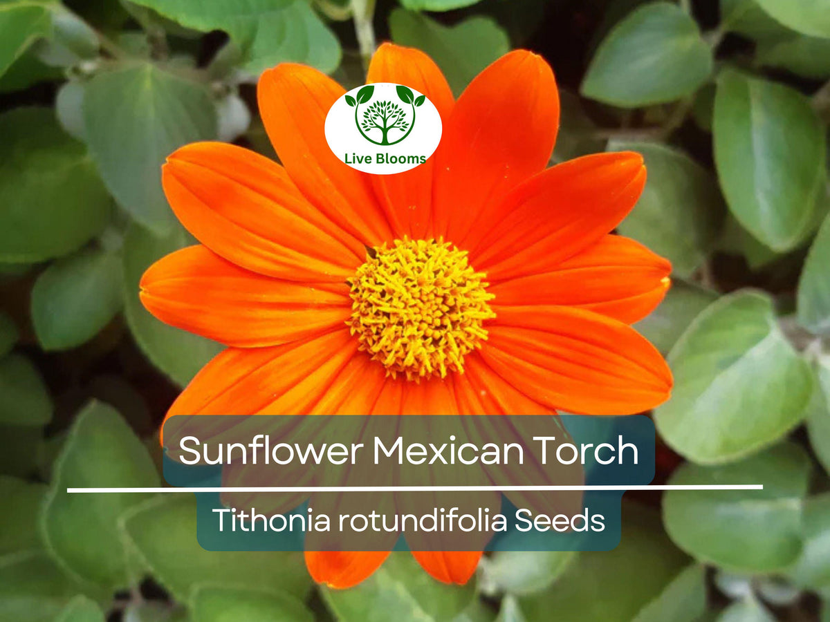 100 Seeds Sunflower Mexican Torch Helianthus Non-GMO Pollinator Attracting Perennial Garden Seeds