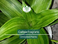 Unrooted Callisia Fragrans Houseplant, Variegated Foliage, Easy Care Indoor Ginseng, Air-Purifying Plant, Propagation Ready