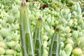 Kleiniia Senecio Stepiliformis Succulent Pickle Plant - 2 Rooted Cuttings in 2" Pot, Indoor Drought-Tolerant Succulent, Quirky Foliage