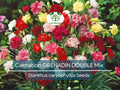 200 Carnation Seeds GRENADIN DOUBLE Mix, Dianthus caryophyllus, Fragrant Pollinator-Friendly Cut Flowers, Garden & Floral Arrangement