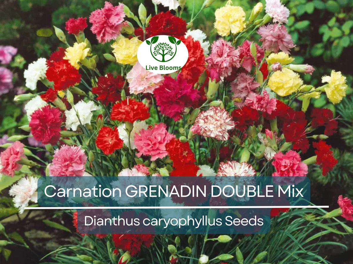 200 Carnation Seeds GRENADIN DOUBLE Mix, Dianthus caryophyllus, Fragrant Pollinator-Friendly Cut Flowers, Garden & Floral Arrangement