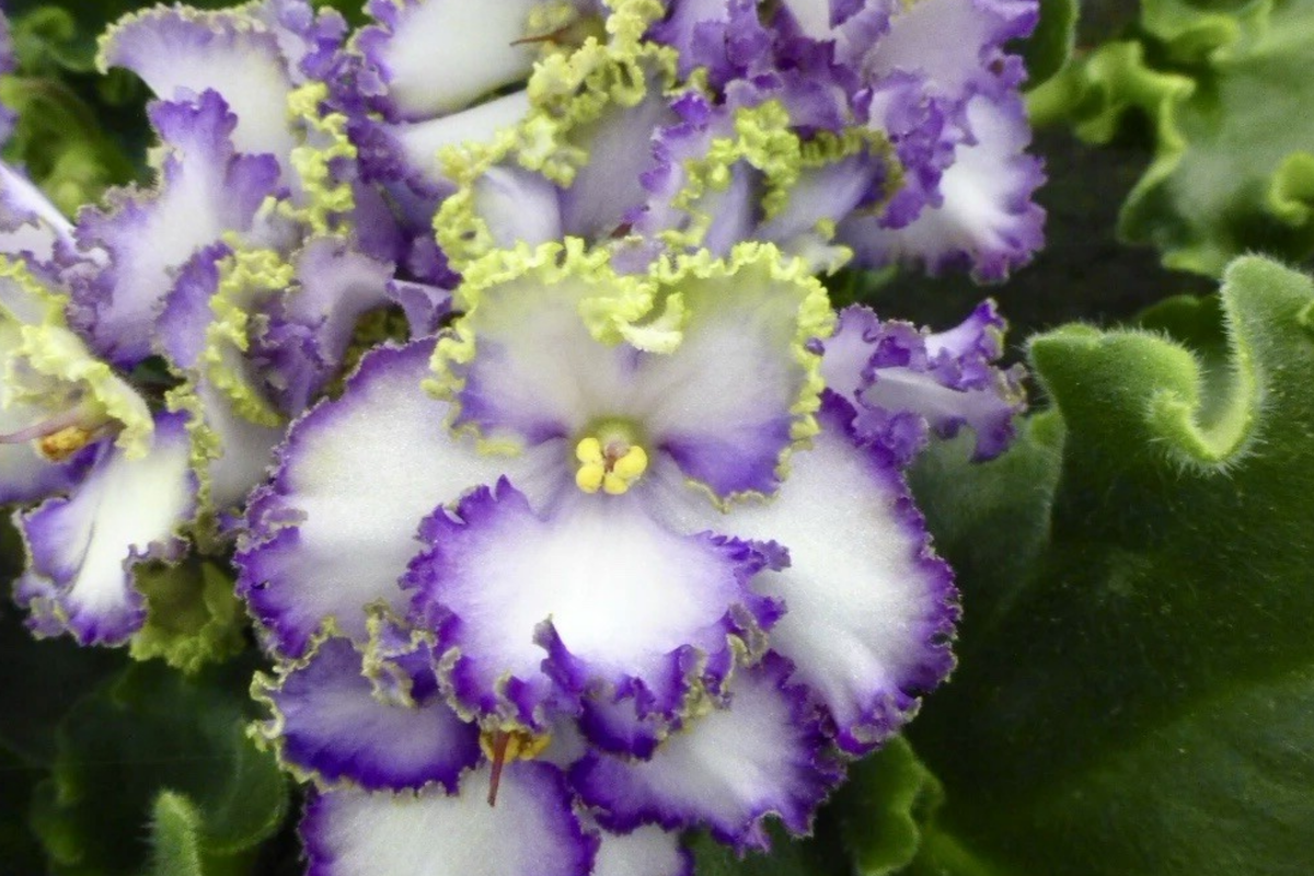 African Violet Buckeye Seabreazes Cuttings | Easy Care Indoor Houseplant with Vibrant Purple & Blue Flowers