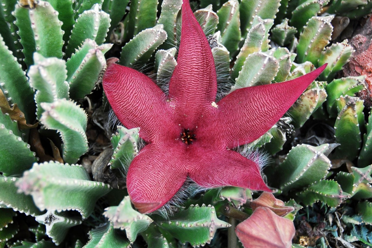 Stapelia Grandiflora Carrion Plant Cuttings – Rare Succulent with Star-Shaped Flowers, 6-8 Inches, Drought-Tolerant, Indoor Outdoor