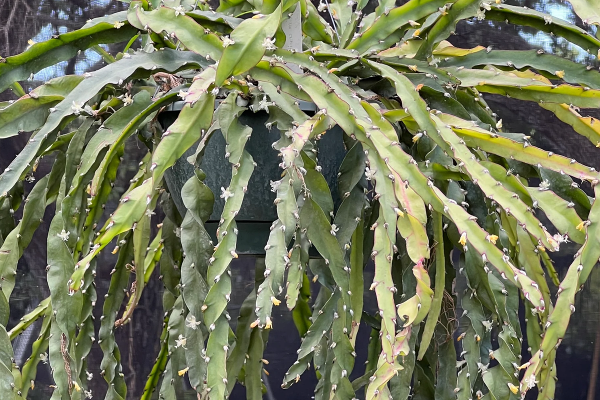 Lepismium Cruciforme Spiralis Cactus - 3 Unrooted Cuttings 4-8" Rare Epiphytic Grafting Plant